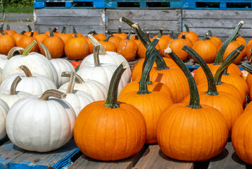 pallets of pumpkins for halloween in orange and white 