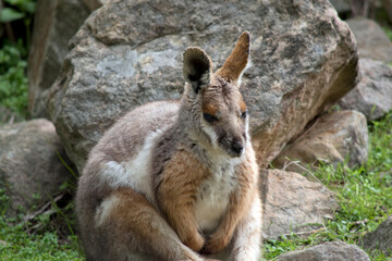 Naklejka na ściany i meble the yellow footed rock wallaby has a grey body with a white chest and tan on its arms and legs with a white cheek stripe