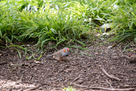 the zebra fich is a small colorful bird