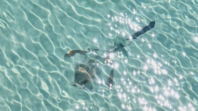 Stuning aerial bird's eye drone zoom view of a Cowtail Stingray (Pastinachus sephen) and a fish in shallow water at Whitehaven Beach, Whitsunday Islands, Great Barrier Reef, Queensland, Australia.
