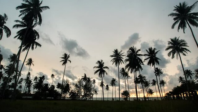 Timelaps of colorful with beautiful sky sunset at coconut field