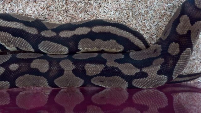 Ball python was slithering in the glass cabinet waiting to be sold. It's a popular pet in Thailand.