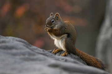 Red Squirrel (Tamiasciurus hudsonicus) sitting on a large boulder to eat.