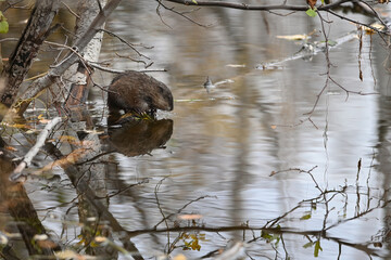 A muskrat (Ondatra zibethicus) studies its reflection in Alaska's Reflections Lake.