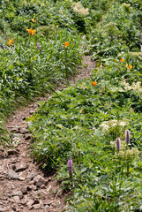 Narrow hiking trail winding through plants and flowers summer landscape