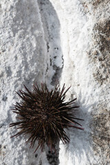 Sea urchin shell on white salty rock