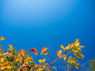 Fototapeta na wymiar 青空と色づく葉