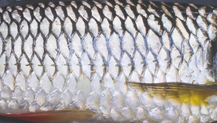 Natural fish scale texture seamless patterns on background © Amphawan