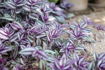 Colorful natural silver inch leaf plant ( tradescantia zebrinahort ) in garden background