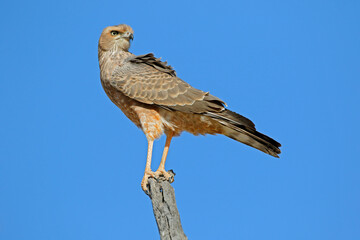 Immature pale chanting goshawk (Melierax canorus) perched on a branch, South Africa.