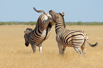 Fototapety  Two plains zebra stallions (Equus burchelli) fighting and kicking, Etosha National Park, Namibia.