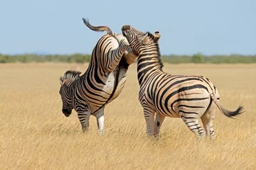 Fototapete Zebra Zwei Steppenzebrahengste (Equus burchelli) kämpfen und treten, Etosha Nationalpark, Namibia.