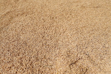 Rice grains being dried texture background