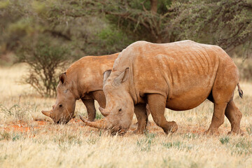 Obraz premium White rhinoceros (Ceratotherium simum) with calf in natural habitat, South Africa.