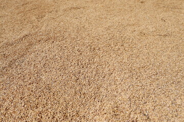 Fototapeta na wymiar Rice grains being dried texture background. texture of rice seeds being dried background