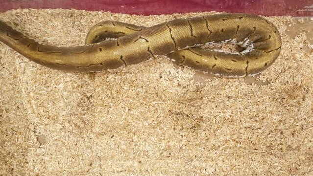 Ball python was slithering in the glass cabinet waiting to be sold. It's a popular pet in Thailand.