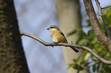 Mozu, Bull-headed shrike (Lanius bucephalus)