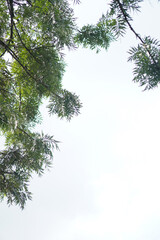 Green leaves and branches on white used as background and wallpaper