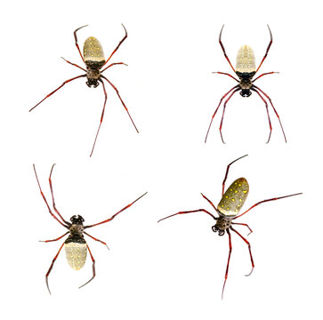 Group of batik golden web spider (Nephila antipodiana) on white background. Insect. Animals.