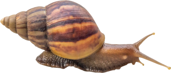 big helix snail isolated on white background