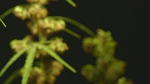 Cannabis flowering seeds. Sativa hemp bushes. Growing CBD Cannabis..Dark background with hemp leaves. Healthcare with medical cannabis..Male hemp flowers are bred to obtain seeds..