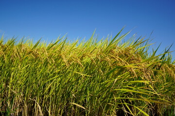 稲穂、収穫間近、豊作、