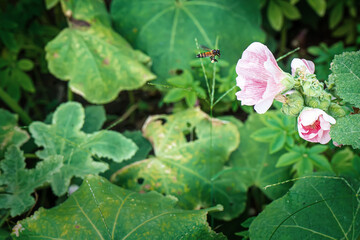 Hollyhock flower is many colors and beautiful in the nature with bees flying for pollen.