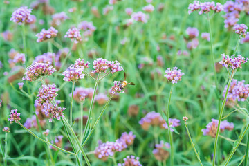 Flowers in nature with bees flying for pollen.