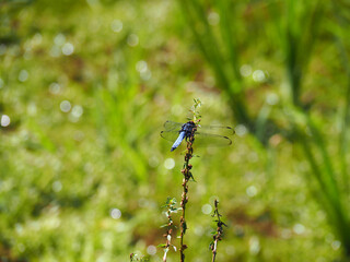 シオカラトンボ