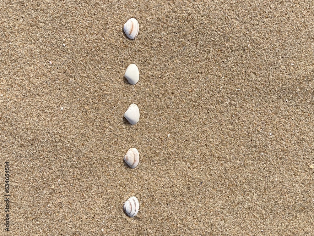 Fototapete seashells arranged as bullet points in sand on beach