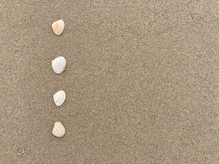 Fototapeta na wymiar Seashells arranged as bullet points in sand on beach