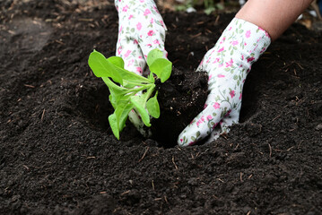 hand puts ground under a petunia The concept of caring for plants and growing organic products.
