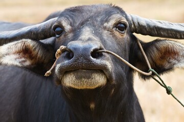 Buffalo is main animal of village life
