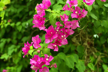 Blooming bougainvillea background. Vivid pink flowers.