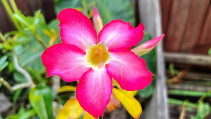 red and yellow orchid