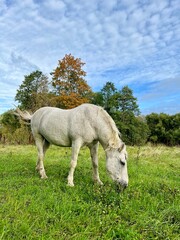 Obraz na płótnie Canvas white horse in the field