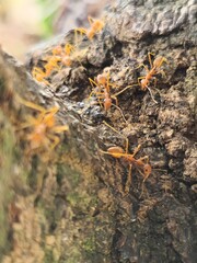 ants on a tree