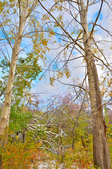 Snow-covered forest on a cold autumn day