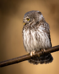 Pygmy owl Glaucidium passerinum little owl natural dark forest north parts of Poland Europe	Knyszyn Primeval Forest