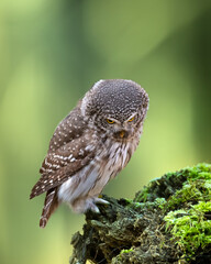 Pygmy owl Glaucidium passerinum little owl natural dark forest north parts of Poland Europe	Knyszyn Primeval Forest