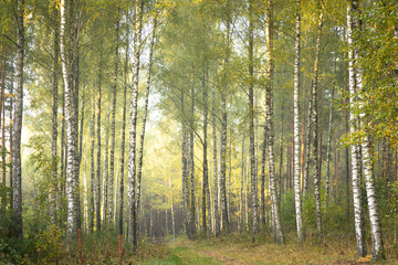 Misty autumn forest. Early autumn in misty forest. Morning fog in autumn forest Poland Europe	