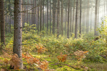 Misty autumn forest. Early autumn in misty forest. Morning fog in autumn forest Poland Europe	