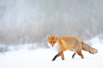 Fox Vulpes vulpes in winter scenery, Poland Europe, animal walking among snow in amazing warm light	