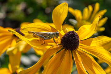 Macro view of a differential grasshopper (melanoplus differentialis) perched on top of a yellow...