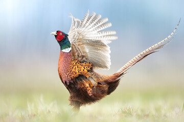 Common pheasant Phasianus colchius Ring-necked pheasant in natural habitat, grassland in early...