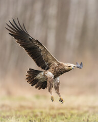 Birds of prey - Lesser Spotted Eagle Aquila pomarina , hunting time