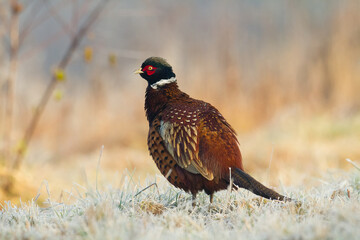 Common pheasant Phasianus colchius Ring-necked pheasant in natural habitat, blue background, grassland