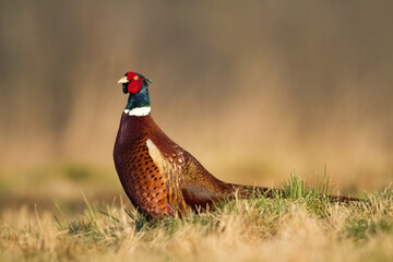 Common pheasant Phasianus colchius Ring-necked pheasant in natural habitat, blue background, grassland