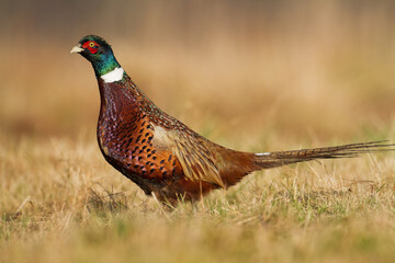 Common pheasant Phasianus colchius Ring-necked pheasant in natural habitat, blue background, grassland