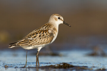 Bird Calidris minuta Little Stint small migratory bird Poland Europe